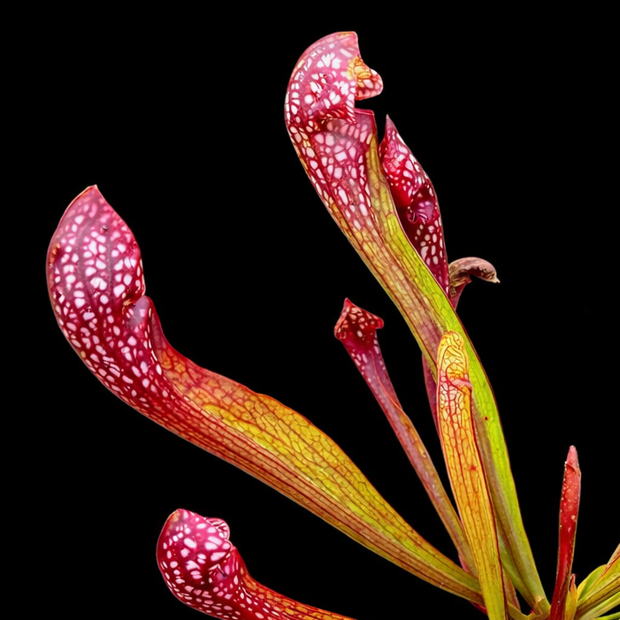 all plants