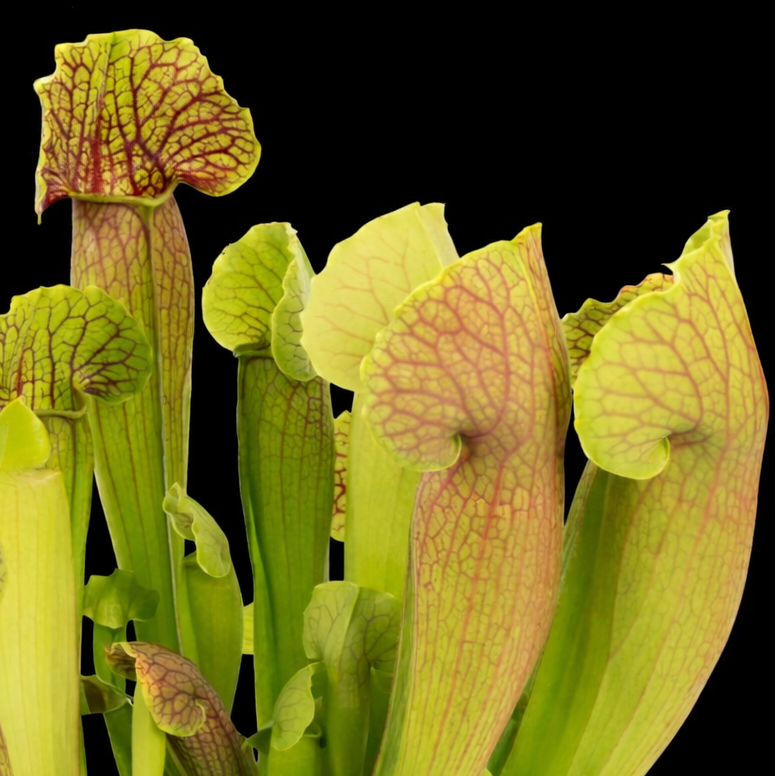 Sarracenia 'Barba Green' Nano Nursery