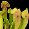 Sarracenia 'Barba Green'