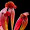 Sarracenia 'Barba Red' (Barbapapa)