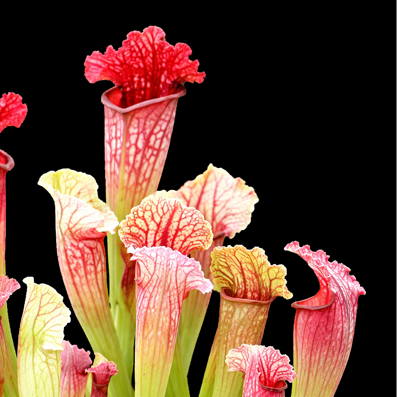 Sarracenia 'Fiona' (S. leucophylla × S. purpurea)