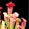 Sarracenia 'Fiona' (S. leucophylla × S. purpurea)