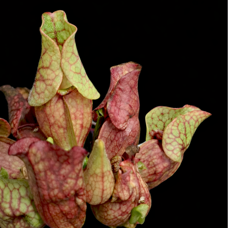 Sarracenia purpurea subsp. venosa