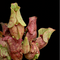 Sarracenia purpurea subsp. venosa