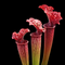 Sarracenia 'Judith Hindle' [(S. flava × S. purpurea) x S. leucophylla]