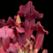 Sarracenia 'Maroon' (S. purpurea × S. rubra)