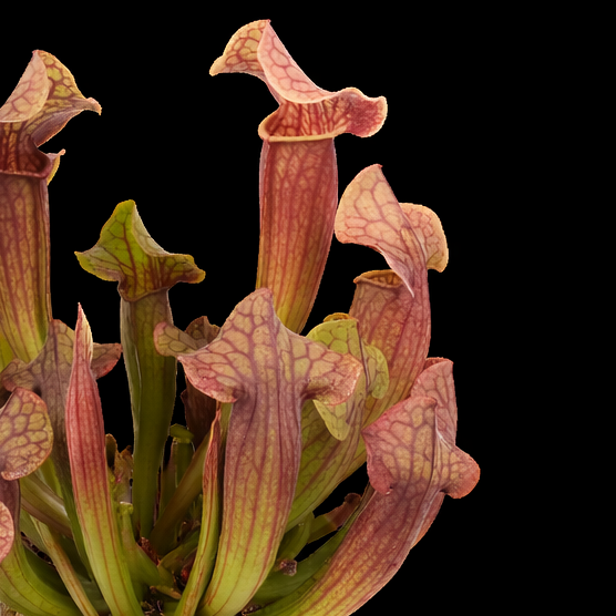 Sarracenia 'Tess'