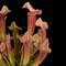Sarracenia 'Tess'