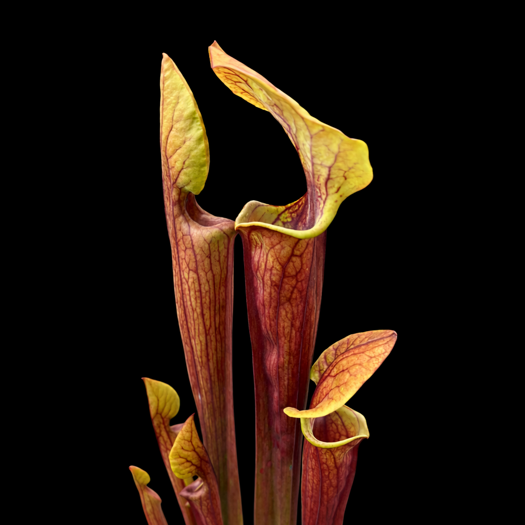 Sarracenia plant with pitcher-like leaves on a black background