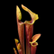 Sarracenia 'Tygo' (S. flava hybrid)