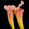 Sarracenia 'Velvet' (S. leucophylla × S. purpurea subsp. venosa)