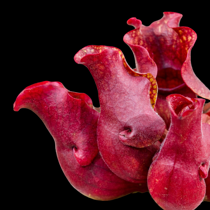 Sarracenia purpurea subsp. venosa 'Sylwia'