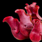 Sarracenia purpurea subsp. venosa 'Sylwia'