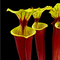 Sarracenia flava var. rubricorpora (North American Pitcher Plant)