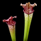 Sarracenia 'Mississippi'