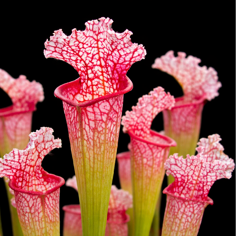all plants