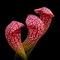 Sarracenia psittacina
