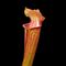 Sarracenia × ahlesii (S. alata × S. rubra)