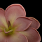 Pinguicula Scarlet Witch