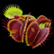 Dionaea muscipula 'Schup Destruction' (Venus Flytrap)