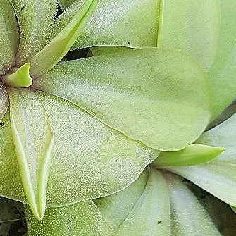 Pinguicula emarginata × Superba