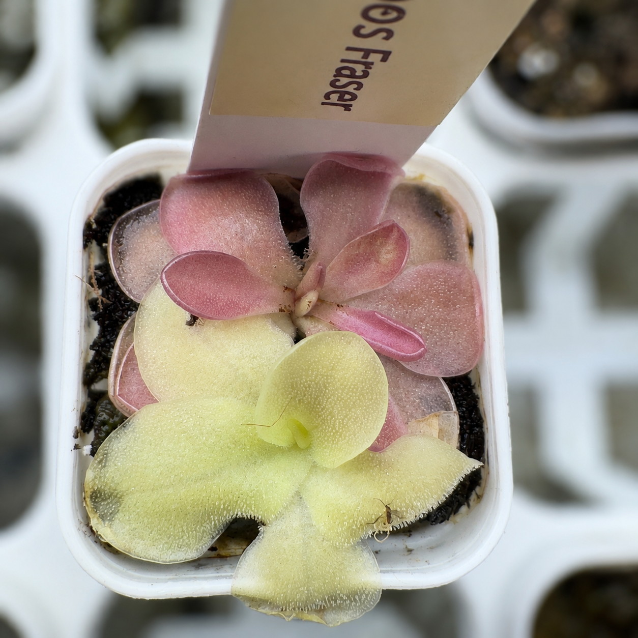 Pinguicula 'Sethos' × 'Fraser' (Butterwort)