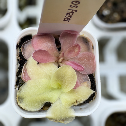 Pinguicula 'Sethos' × 'Fraser' (Butterwort)