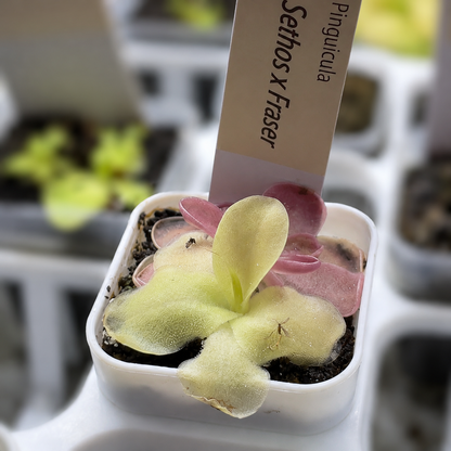 Pinguicula 'Sethos' × 'Fraser' (Butterwort)