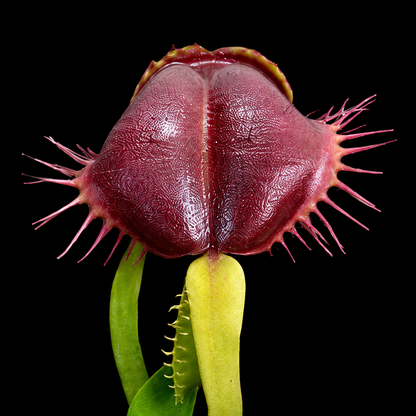 Dionaea muscipula 'Smash' (Venus Flytrap)