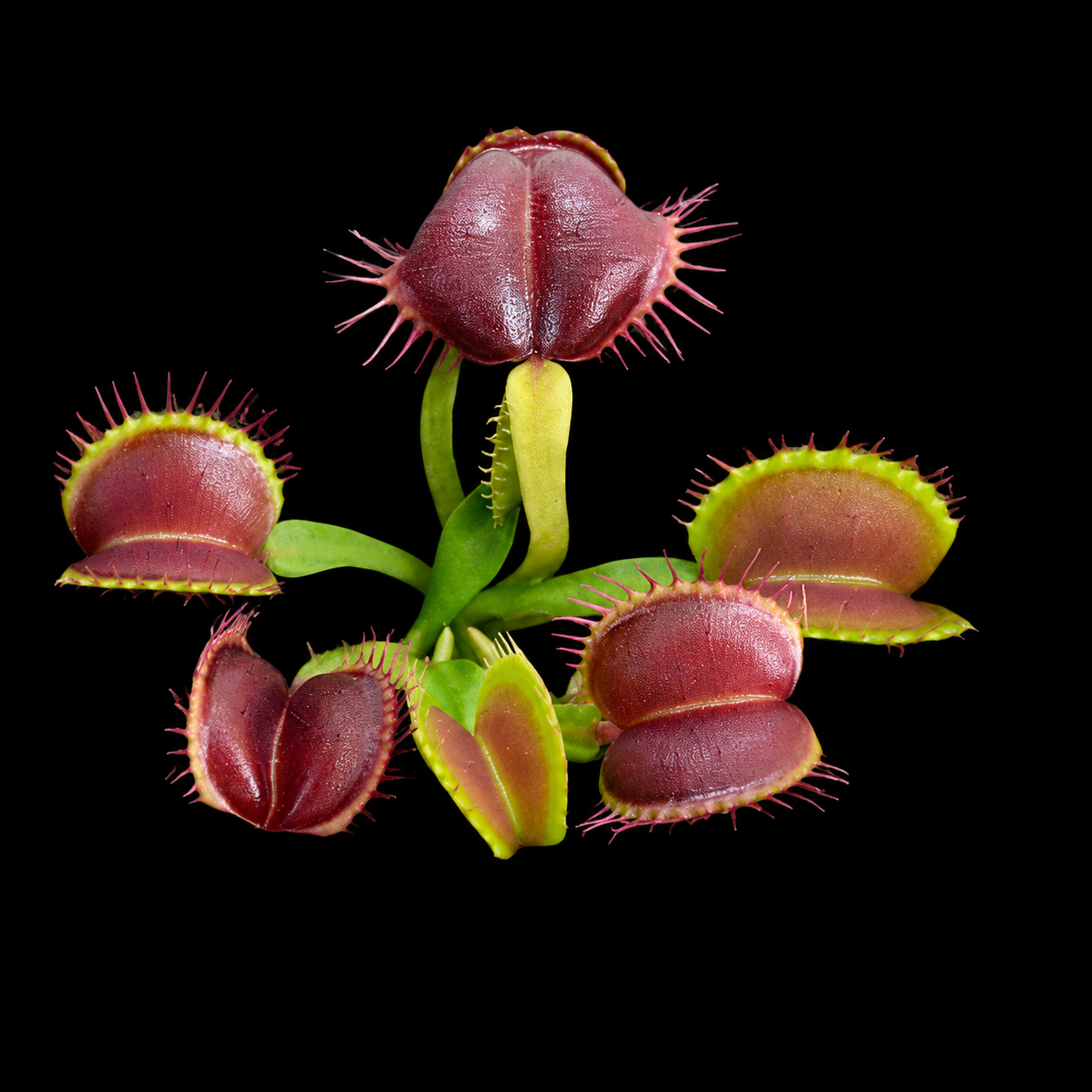 Dionaea muscipula 'Smash' (Venus Flytrap)