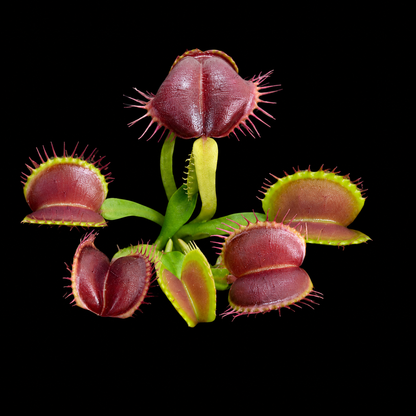 Dionaea muscipula 'Smash' (Venus Flytrap)