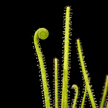Drosera filiformis (Thread-Leaf Sundew)