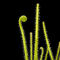 Drosera filiformis (Thread-Leaf Sundew)
