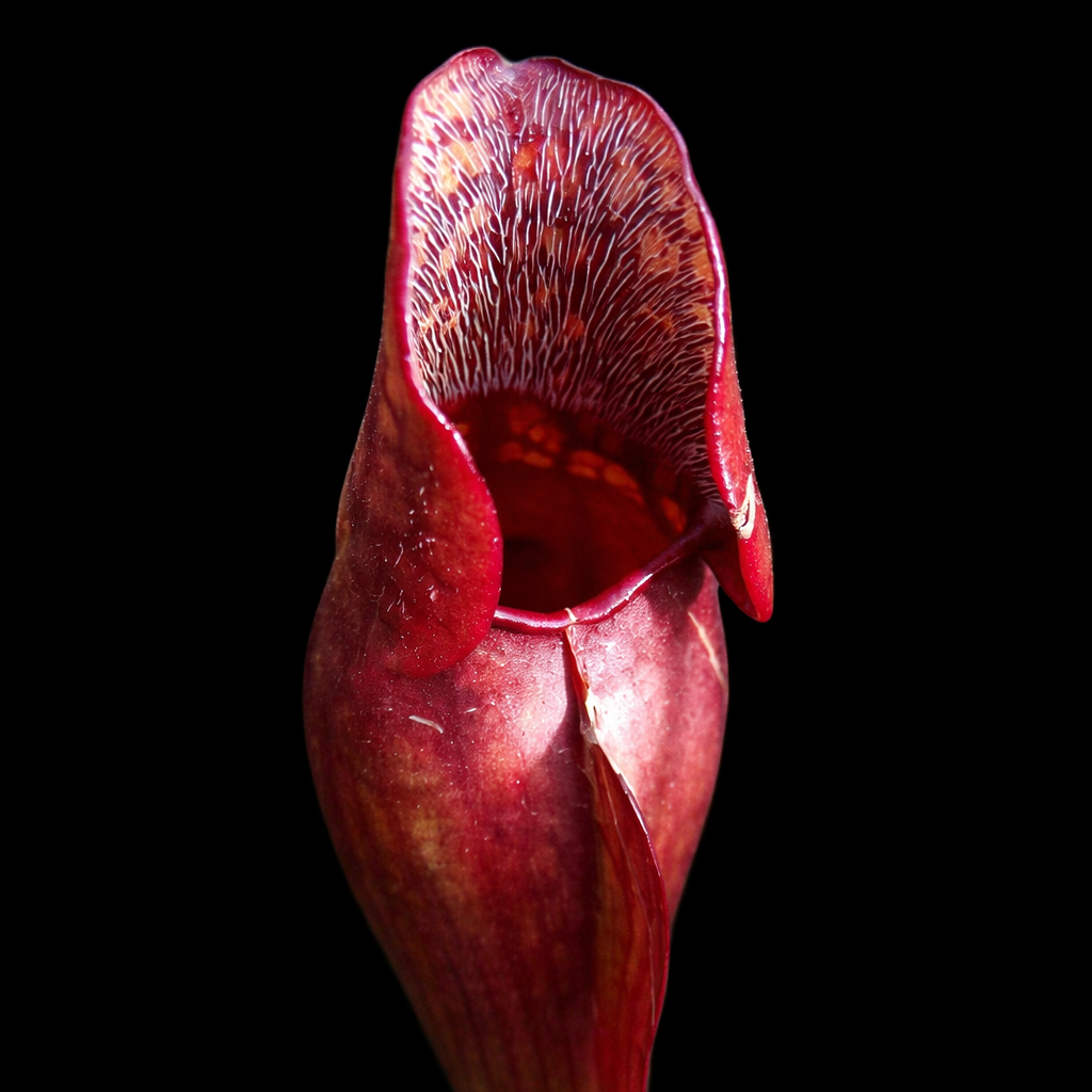 Sarracenia purpurea
