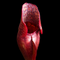 Sarracenia purpurea