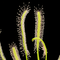 Drosera capensis ‘White' (Cape Sundew)