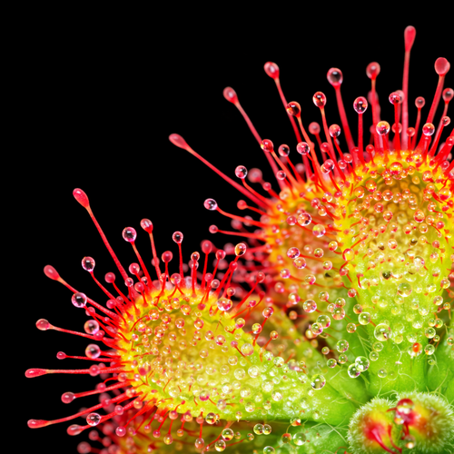Drosera dielsiana (Diels Sundew)