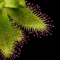 Drosera zeyheri (Pale Roseflower Sundew)