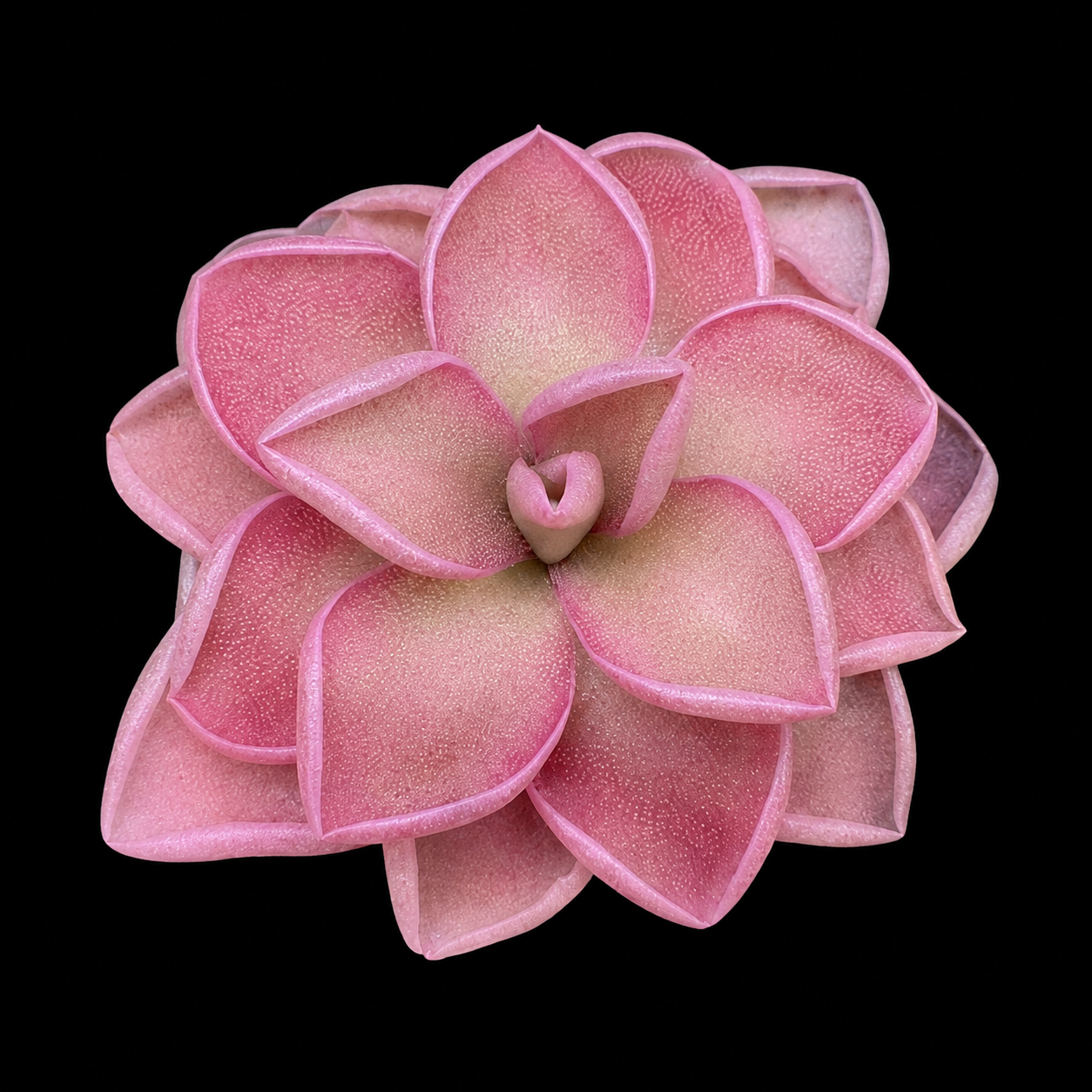 Pinguicula sp. Tehuacan (Butterwort)