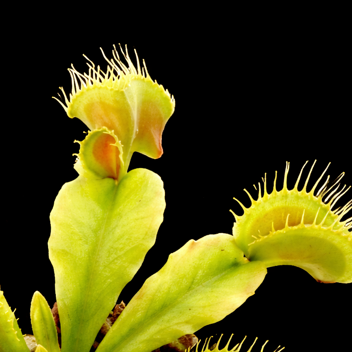 Dionaea muscipula 'DT4' (Venus Flytrap)