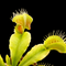 Dionaea muscipula 'DT4' (Venus Flytrap)