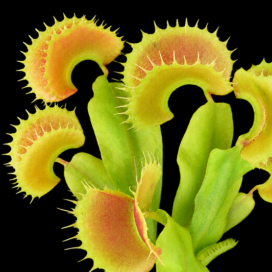 Close-up of a Venus flytrap with its trap open on a black background