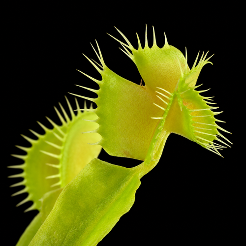 Dionaea muscipula 'Troublemaker' (Venus Flytrap)