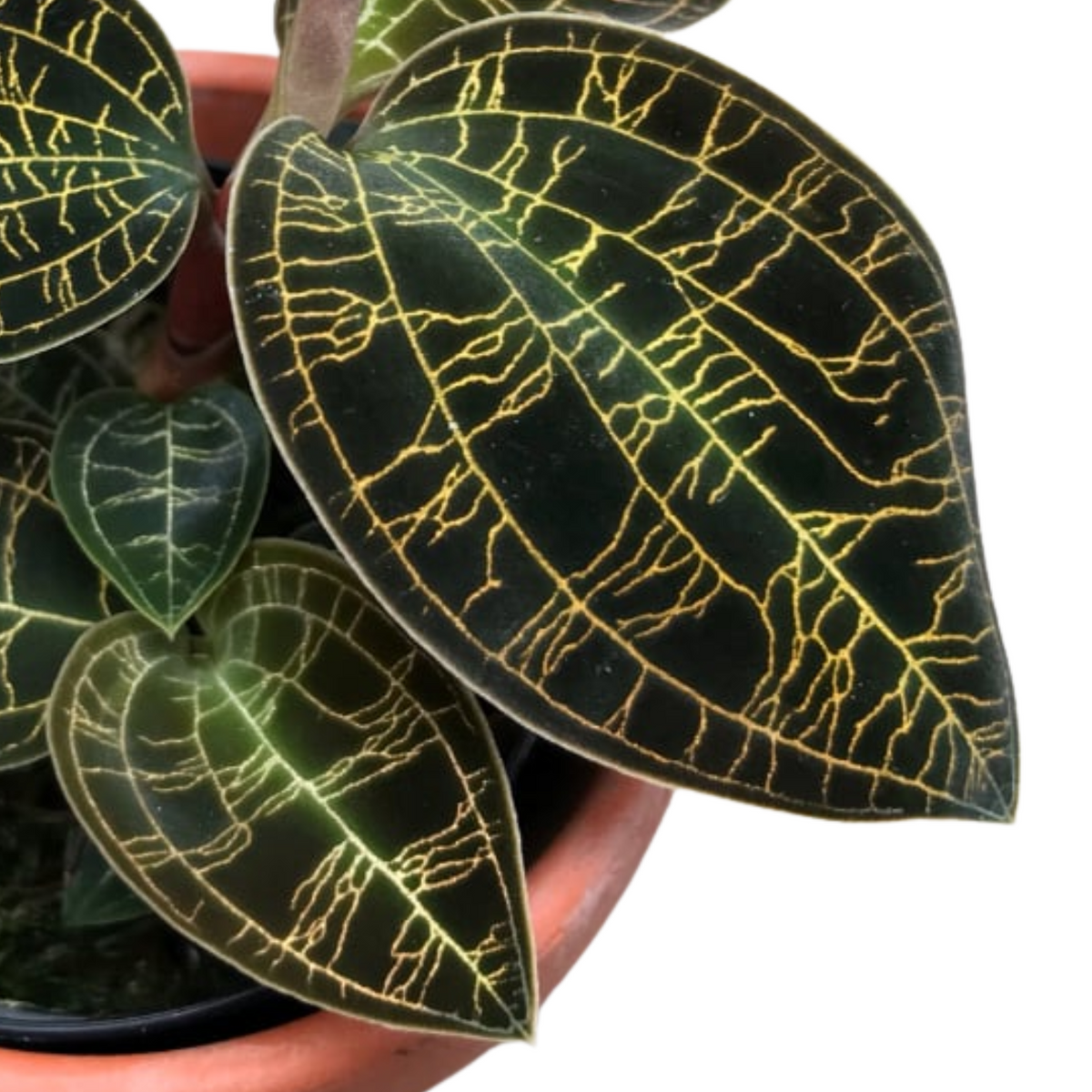 Macodes petola 'dark leaf' (Jewel Orchid)