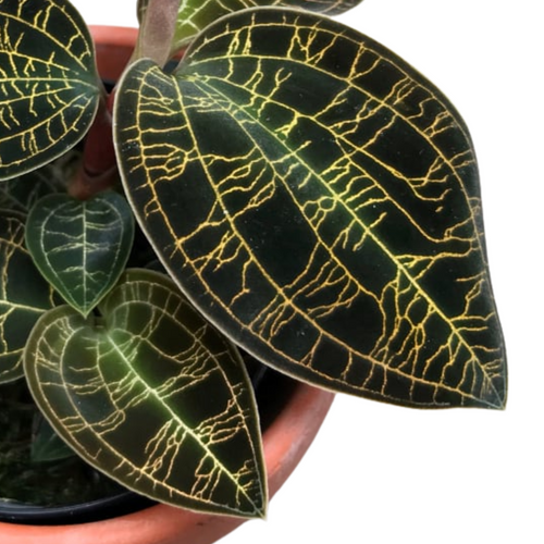 Macodes petola 'dark leaf' (Jewel Orchid)