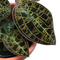 Macodes petola 'dark leaf' (Jewel Orchid)