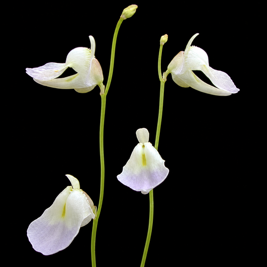 Utricularia livida (Bladderwort)