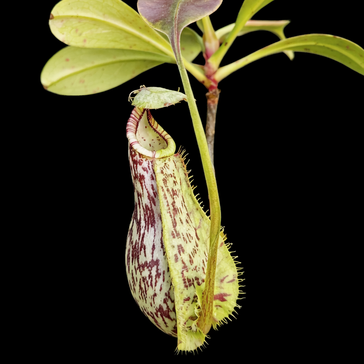 Sundew plant with a pitcher on a black background