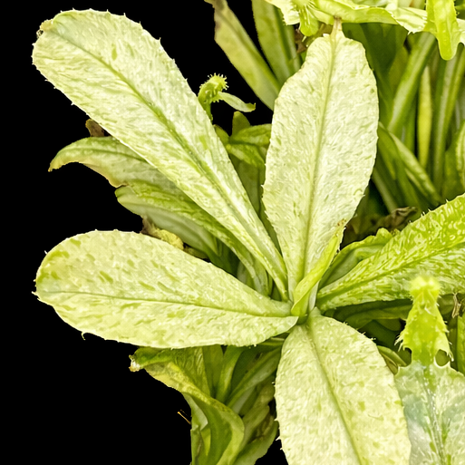 Close-up of a green plant on a black background