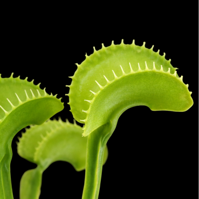 Dionaea muscipula 'Arched Traps' (Venus Flytrap)